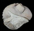 Wide Enrolled Eldredgeops Trilobite - Silica Shale #46585-1